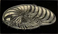 An illustration from The microscope and its revelations (1881)