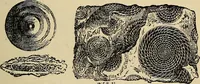 An illustration from The microscope and its revelations (1881)