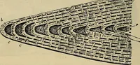 An illustration from The microscope and its revelations (1881)