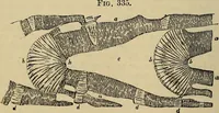 An illustration from The microscope and its revelations (1881)