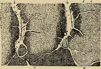 An illustration from The microscope and its revelations (1881)