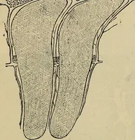 An illustration from The microscope and its revelations (1881)