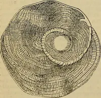 An illustration from The microscope and its revelations (1881)