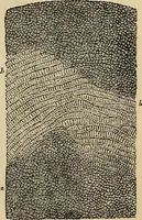 An illustration from The microscope and its revelations (1881)