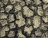 An illustration from The microscope and its revelations (1881)