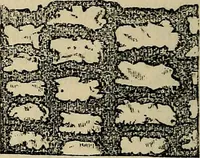 An illustration from The microscope and its revelations (1881)