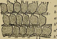 An illustration from The microscope and its revelations (1881)