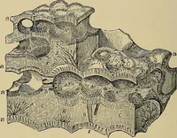 An illustration from The microscope and its revelations (1881)