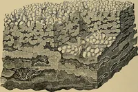 An illustration from The microscope and its revelations (1881)