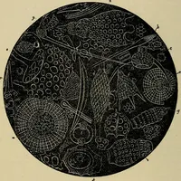 An illustration from The microscope and its revelations (1881)