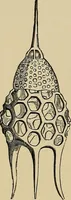 An illustration from The microscope and its revelations (1881)