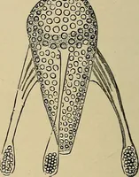 An illustration from The microscope and its revelations (1881)