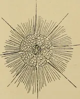 An illustration from The microscope and its revelations (1881)