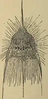 An illustration from The microscope and its revelations (1881)