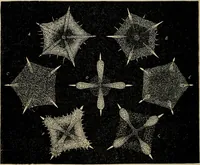 An illustration from The microscope and its revelations (1881)