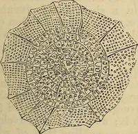 Picture 378 of 554 from The microscope and its revelations (1881), leaf 676