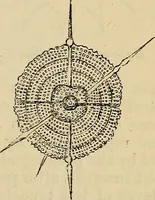 An illustration from The microscope and its revelations (1881)