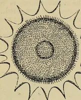 An illustration from The microscope and its revelations (1881)