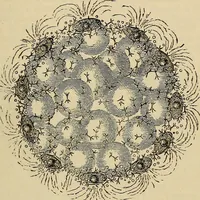An illustration from The microscope and its revelations (1881)