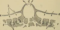 An illustration from The microscope and its revelations (1881)