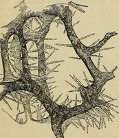 An illustration from The microscope and its revelations (1881)
