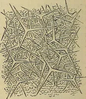 An illustration from The microscope and its revelations (1881)