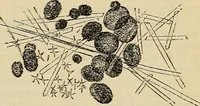 An illustration from The microscope and its revelations (1881)