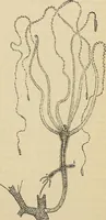 An illustration from The microscope and its revelations (1881)