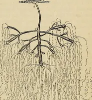 An illustration from The microscope and its revelations (1881)