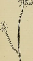 An illustration from The microscope and its revelations (1881)
