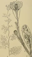 An illustration from The microscope and its revelations (1881)