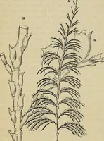 An illustration from The microscope and its revelations (1881)
