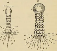 An illustration from The microscope and its revelations (1881)