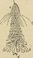 An illustration from The microscope and its revelations (1881)