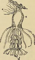 An illustration from The microscope and its revelations (1881)