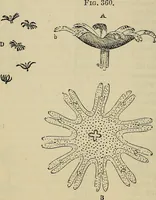 An illustration from The microscope and its revelations (1881)