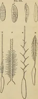 An illustration from The microscope and its revelations (1881)
