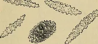 An illustration from The microscope and its revelations (1881)