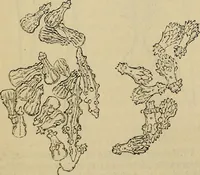 An illustration from The microscope and its revelations (1881)