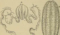 An illustration from The microscope and its revelations (1881)