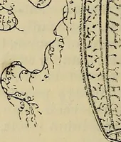 An illustration from The microscope and its revelations (1881)