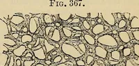 An illustration from The microscope and its revelations (1881)