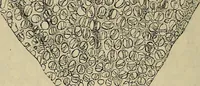 Picture 403 of 554 from The microscope and its revelations (1881), leaf 713