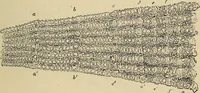 An illustration from The microscope and its revelations (1881)