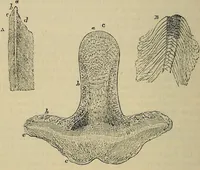 An illustration from The microscope and its revelations (1881)