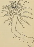 An illustration from The microscope and its revelations (1881)