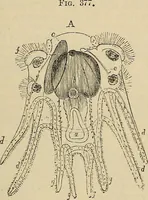 Picture 409 of 554 from The microscope and its revelations (1881), leaf 726