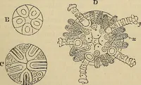 An illustration from The microscope and its revelations (1881)
