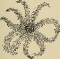 An illustration from The microscope and its revelations (1881)
