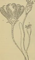 An illustration from The microscope and its revelations (1881)